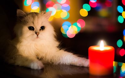 cat, candle, animal, bokeh