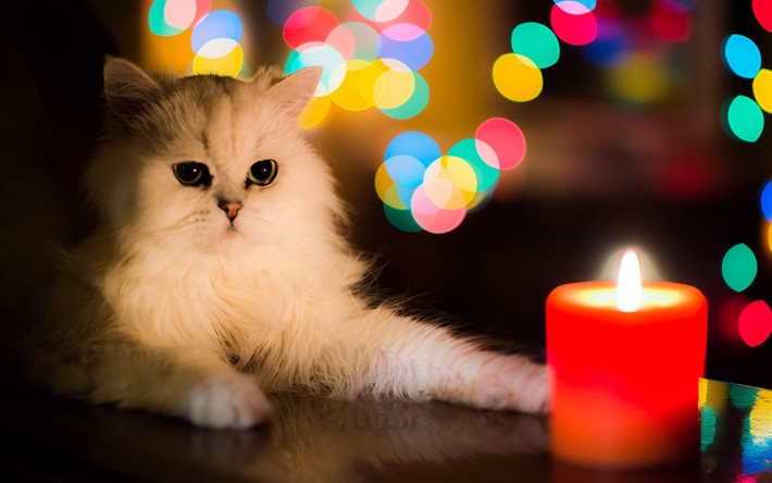 고양이, 촛불, 동, bokeh