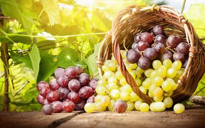 leaves, vine, branches, basket, grapes, bunches, berries, board