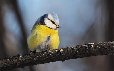 tit, bird, blue tit, winter, tree, nature, branches