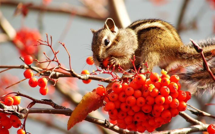 chipmunk, rodent, berries, animal, winter, rowan, autumn, branches