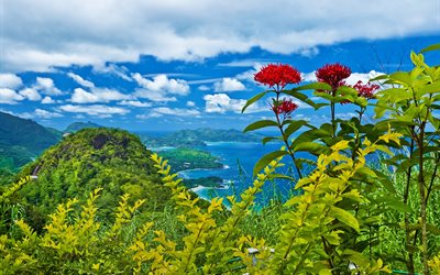 stems, plants, leaves, the ocean, water, sea, flowers, hills, mountains, the sky, landscape, nature, clouds