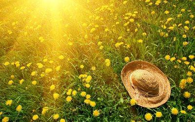 dandelions, flowers, hat, grass, field, rays, summer, nature, the sun