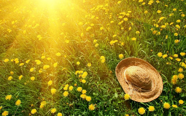 Karahindiba, çiçek, şapka, çimen, alan, ışınları, yaz, doğa, güneş