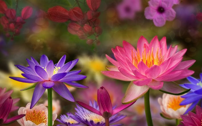 leaves, branches, lotuses, flowers, graphics, bokeh