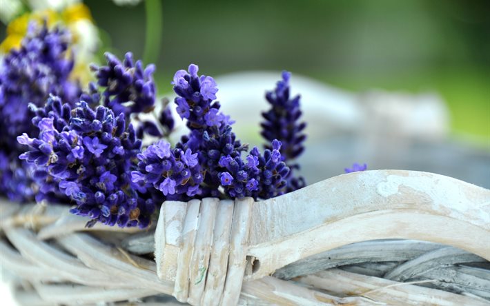 lavender, flowers, basket