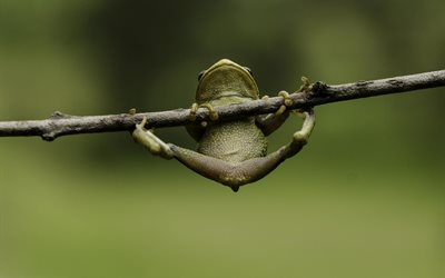 frog, amphibian, branch, stretching