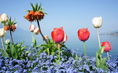 nature, landscape, the lake, geneva, switzerland, water, flowers, tulips, forget-me-nots
