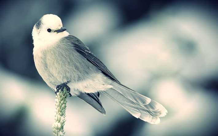 invierno, naturaleza, nieve, pájaro, abeto
