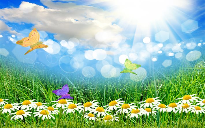 la hierba, las flores, la manzanilla, el campo, el cielo, las nubes, el bokeh, los gráficos, el sol, los rayos, la mariposa