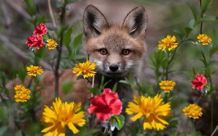 nature, cub, grass, fox, animal, flowers