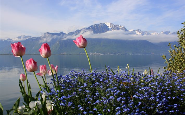 landscape, the lake, geneva, nature, switzerland, water, flowers, mountains, tulips, forget-me-nots, clouds