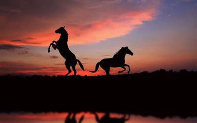 nature, evening, horses, animals, the sky, shadow, graphics, sunset