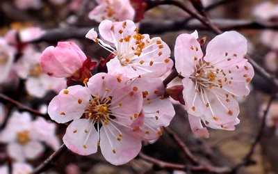 natur, frühling, zweige, blumen