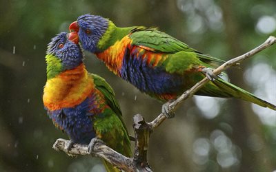 birds, nature, parrots, pair, tenderness, branch, bokeh