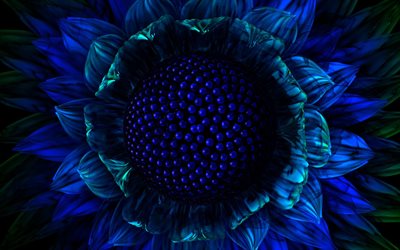 graphics, fractal, flower, sunflower
