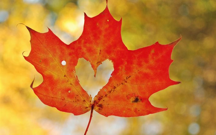 otoño, hoja, arce, corazón