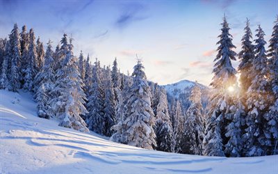 vinter, träd, åt, snö, sluttningen, landskapet, naturen, solen