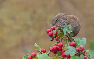 hawthorn, branch, leaves, nature, vole, mouse, fruits, rodent, animal, berries
