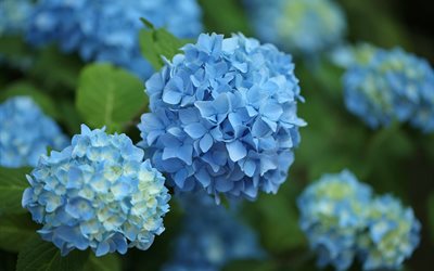 inflorescence, flowers, leaves, branches, hydrangea