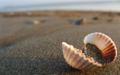 sand, macro, nature, shell