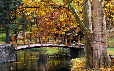 autunno, paesaggio, alberi, parco, natura, acqua, flusso, il ponte