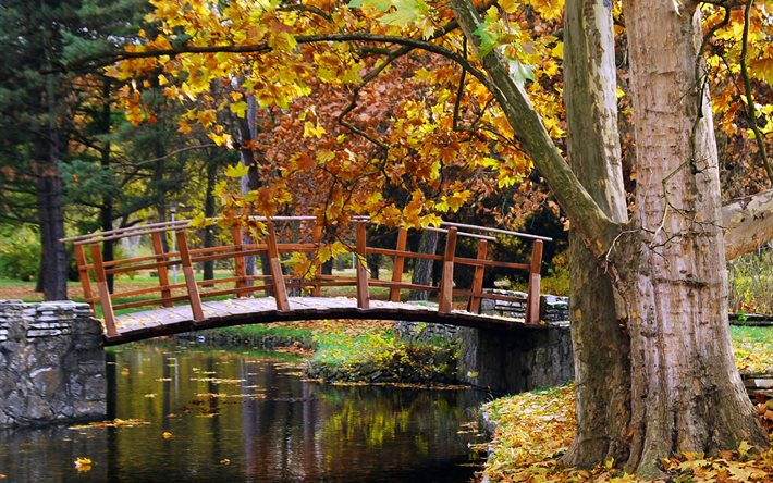 autumn, landscape, trees, park, nature, water, stream, the bridge