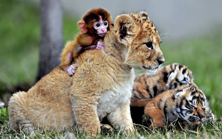os filhotes, macaco, leão, predadores, natureza, animais, grama
