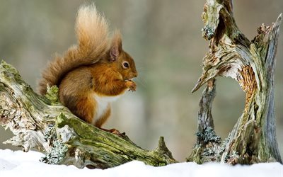 snow, rodent, winter, protein, tree, animal, snag