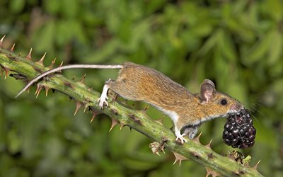 branch, spikes, nature, mouse, berry, rodent, animal, blackberry