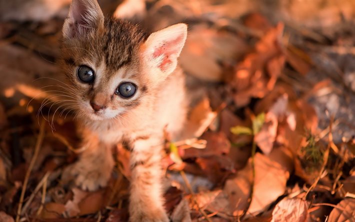 gatito, la naturaleza, el gato, el otoño, los animales, las hojas