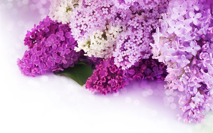 lilac, branches, flowers, bokeh