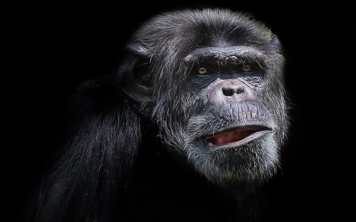 le museau, le chimpanzé, singe, animal, les expressions du visage