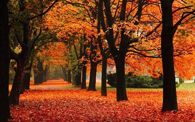 vicolo, alberi, parco, paesaggio, i cespugli, autunno, natura, foglie