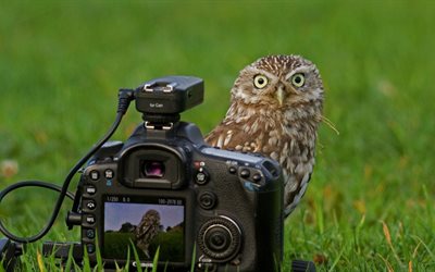 the camera, owl, nature, bird, grass