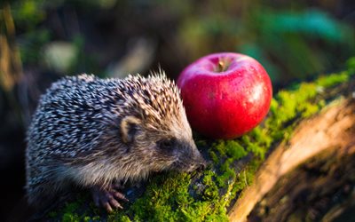 hedgehog, forest, animal, moss, nature, apple