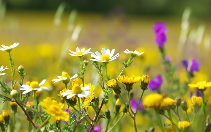 nature, summer, field, meadow, flowers, the diversity of colors