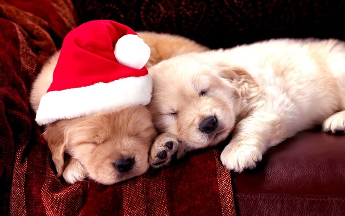 cap, pair, holiday, the cubs, christmas, puppies, new year, animals, sofa