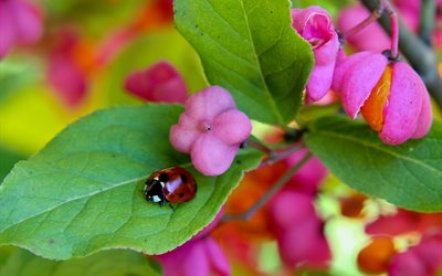 macro, nature, flowers, insect, ladybug
