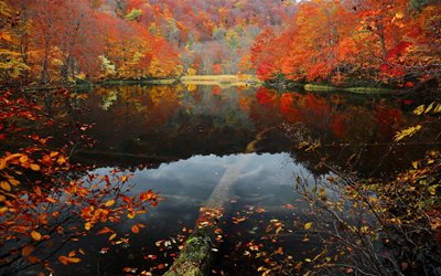 outono, árvores, arbustos, ramos, natureza, floresta, lago, água