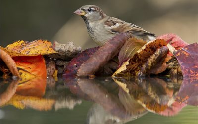 bird, sparrow, nature, autumn, leaves, water, reflection
