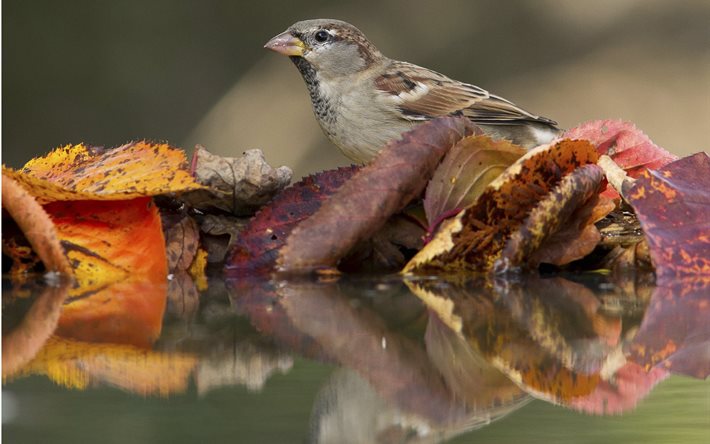 bird, sparrow, nature, autumn, leaves, water, reflection