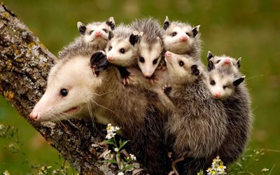 la nature, la maman, les arbres, les petits, les animaux, branche, les opossums, les fleurs de camomille