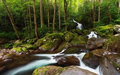 landscape, nature, trees, forest, water, stream, river, stones, moss