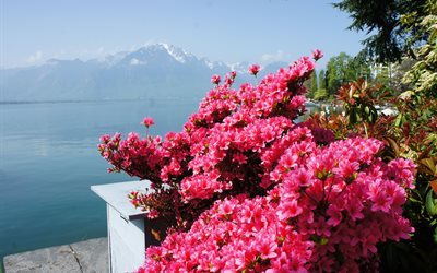 genève, schweiz, sjön, vatten, landskap, berg, natur, buskarna, blommor