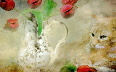 kanna, blommor, bild, tulpaner, katt