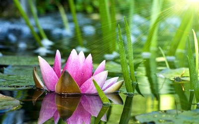 the sun, rays, leaves, water lily, lily, flower, water, the lake, nature, reflection