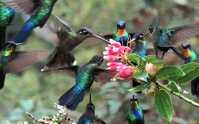 fåglar, kolibrier, natur, gren, blommor, flyg