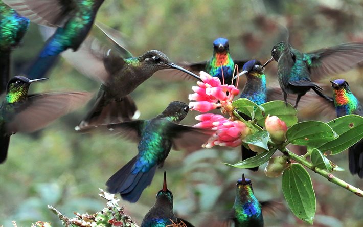鳥, hummingbirds, 自然, 支店, 花, 飛行