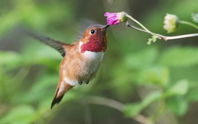 uccello, colibrì, natura, fiore